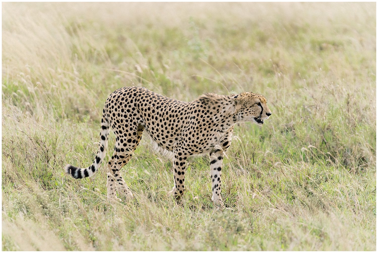 Kenya and Tanzania Safari- Fine Art Photographer