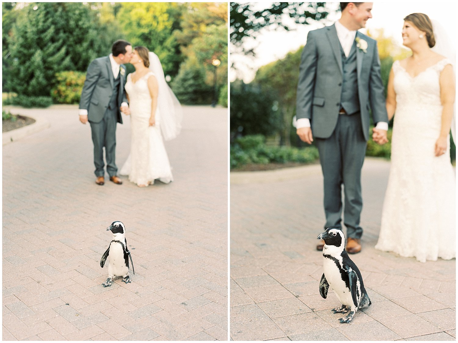 Bride and groom with penguin at Maryland Zoo
