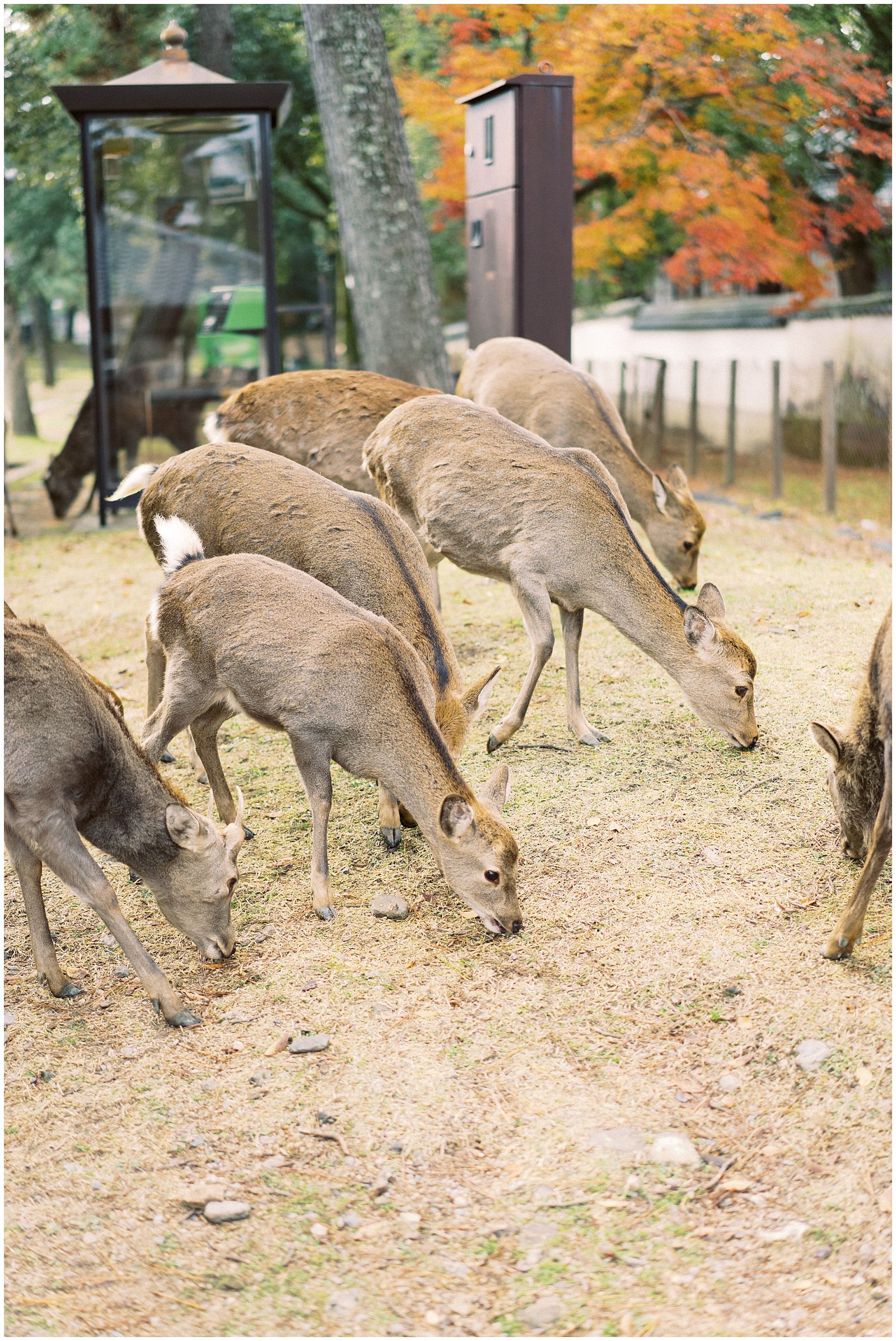 Nara and Osaka day trip photography